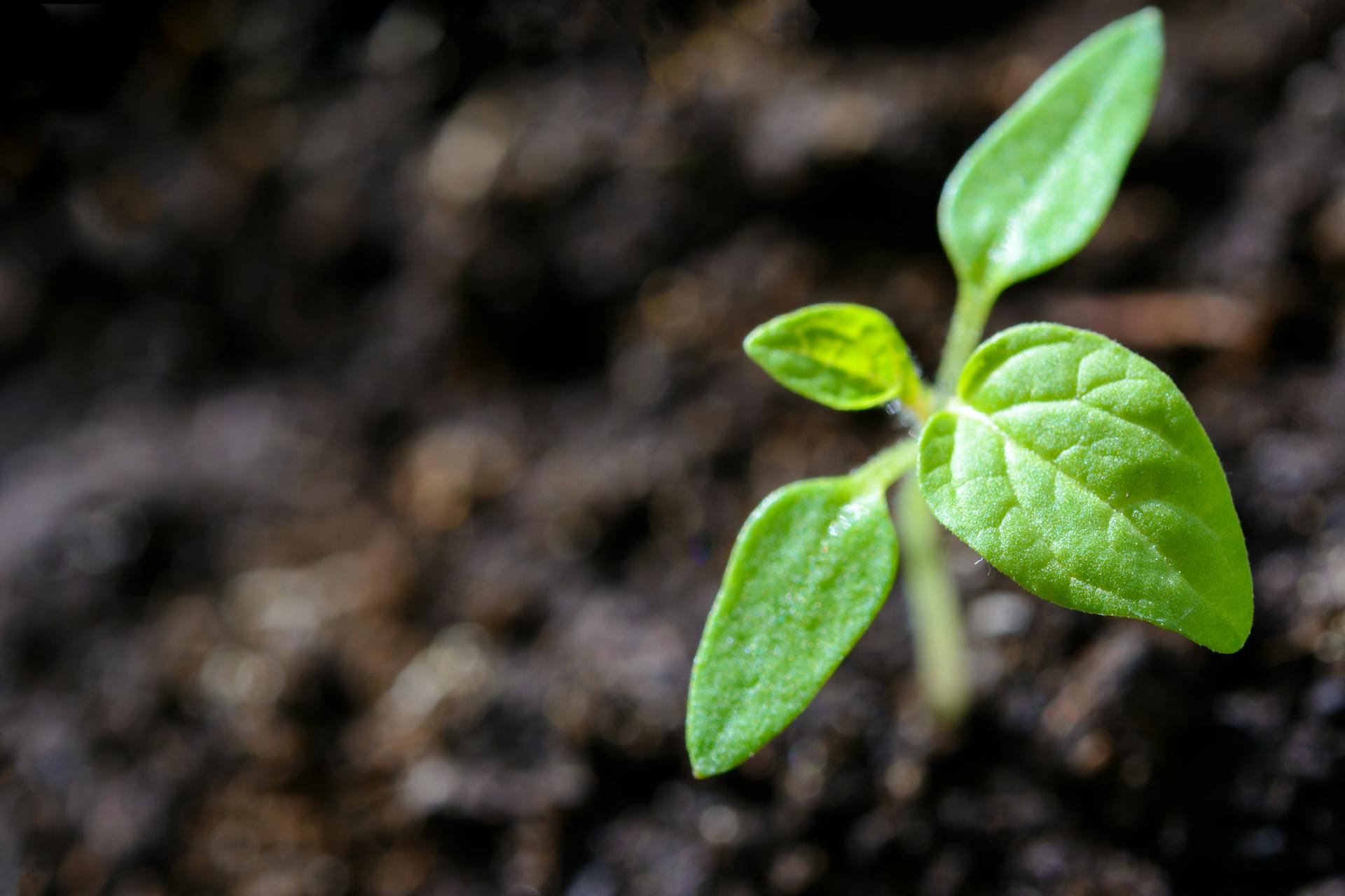 Close-up of a green seedling sprouting from soil, symbolizing growth, innovation, and sustainability in the future of ecommerce and evolving digital retail trends in 2026.